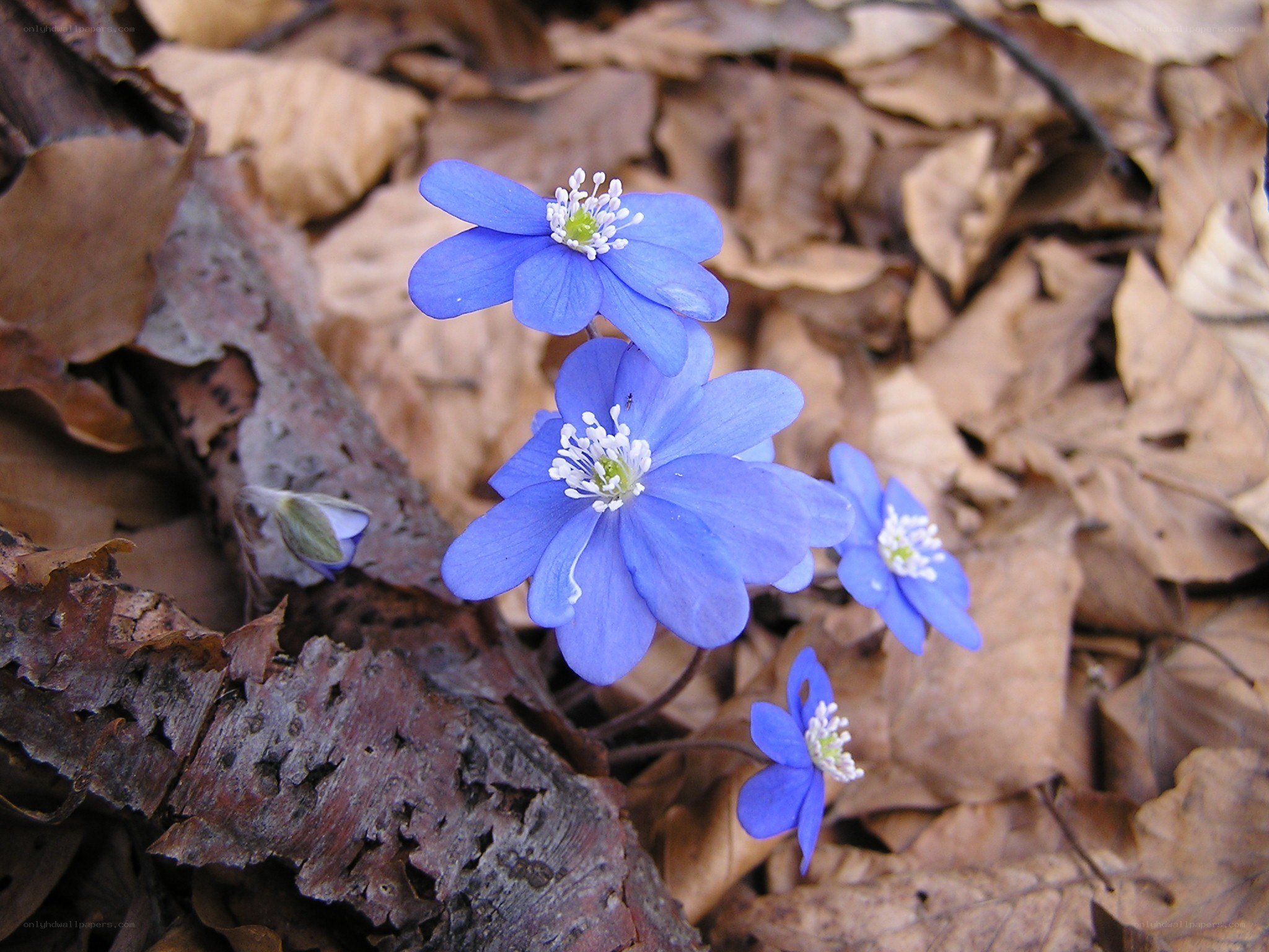 blue flowers in fallen leaves