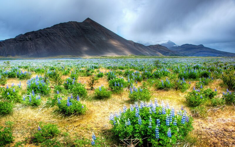 Blue Flowers in Field — Dramatic, Photograph