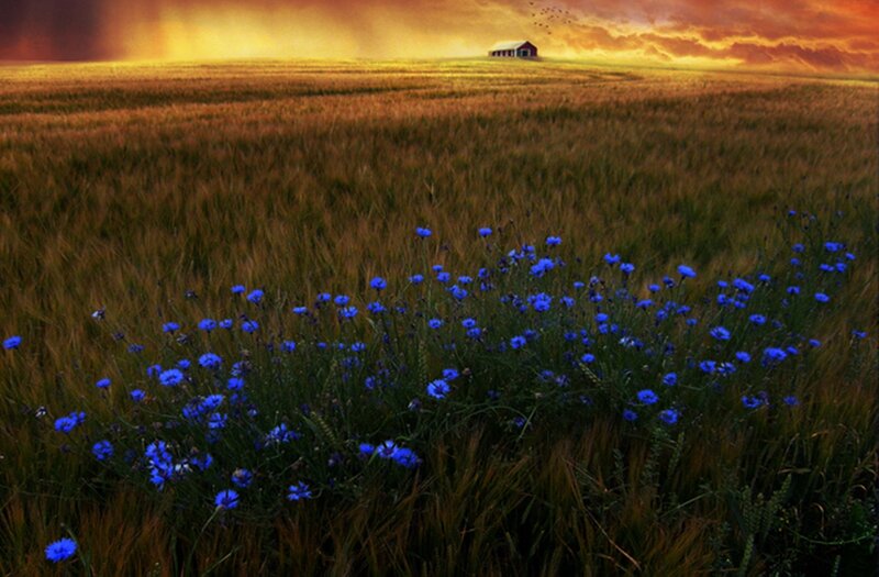Blue Flowers in Field — Dramatic