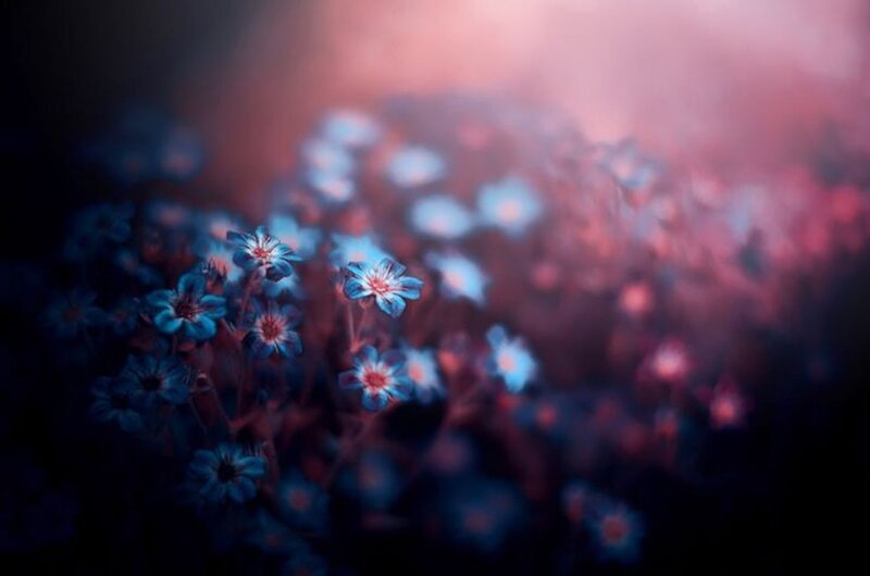 Blue Flowers in Field — Dreamy