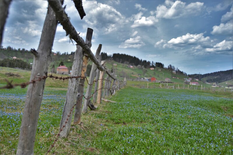 Blue Flowers in Field — Green, Dramatic