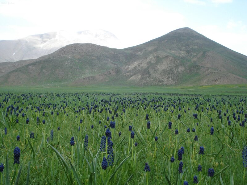 Blue Flowers in Field — Green