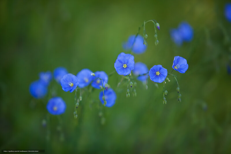 Blue Flowers in Field — Serene, Afternoon