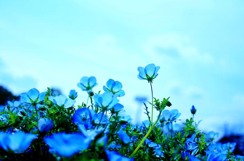 Blue Flowers in Field — Serene, Morning, Photograph