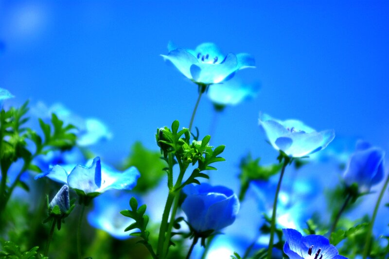 Blue Flowers in Field — Serene, Morning
