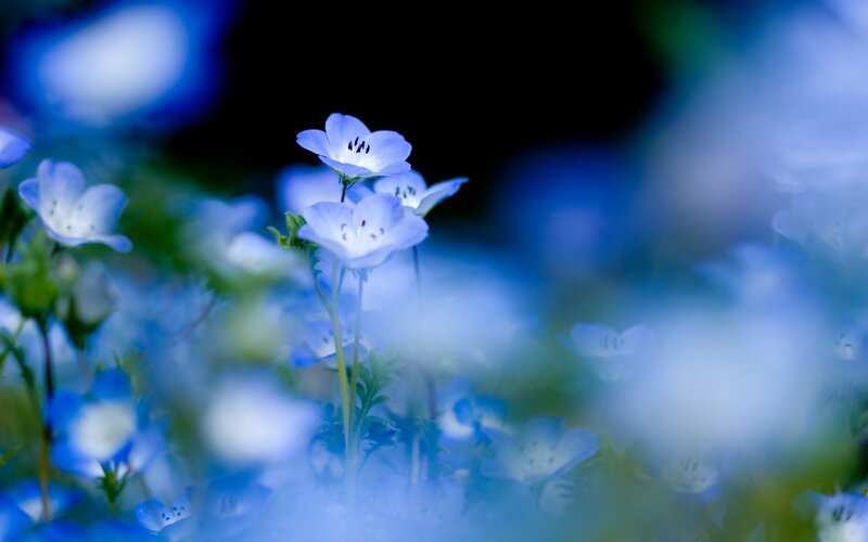 Blue Flowers in Field — Serene, Night