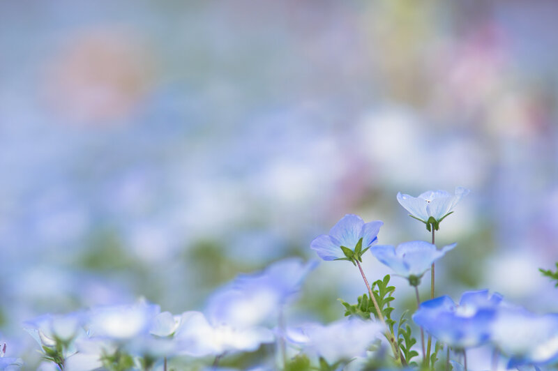 Blue Flowers in Field — Serene, Spring, Photograph, Green Leaves, Blurry Background