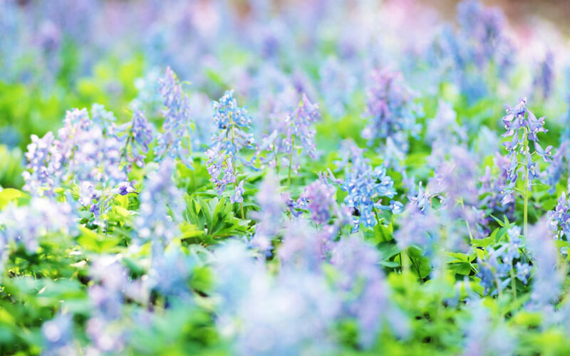 Blue Flowers in Field — Serene, Spring, Photograph, Green Leaves