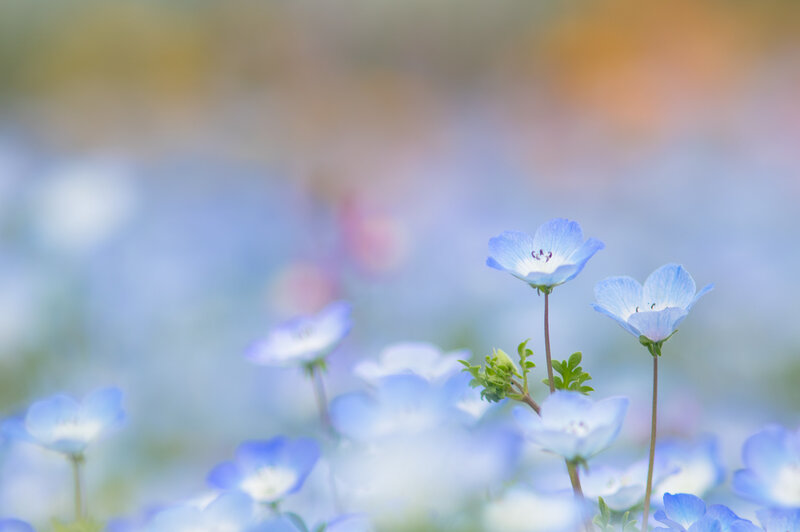 Blue Flowers in Field — Serene, Spring, Photograph, Stems