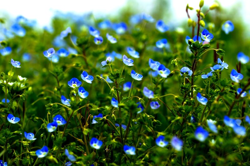 Blue Flowers in Field — Serene, Spring, Photograph