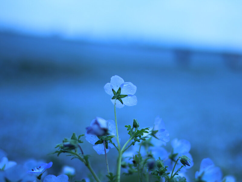 Blue Flowers in Field — Serene