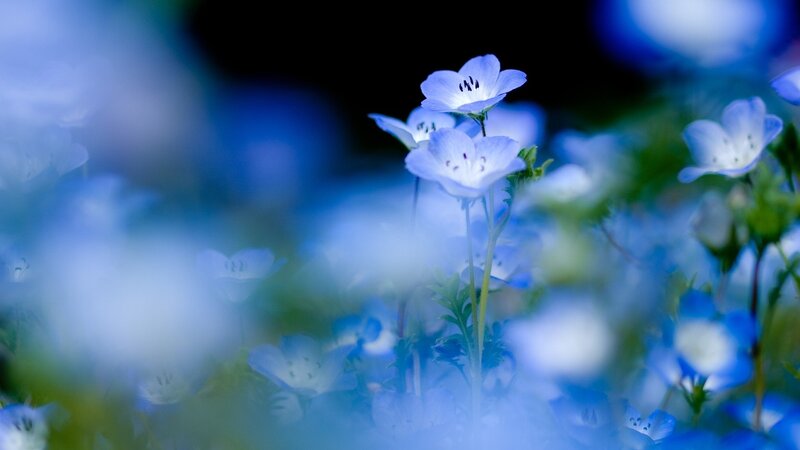 Blue Flowers in Field