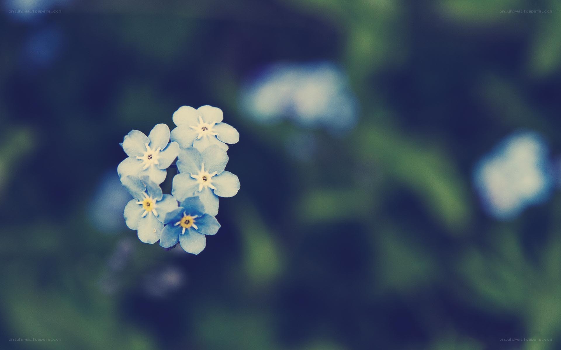 blue flowers in focus