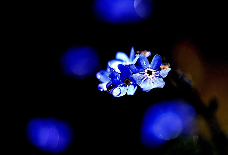 Blue Flowers in Focus — Dramatic