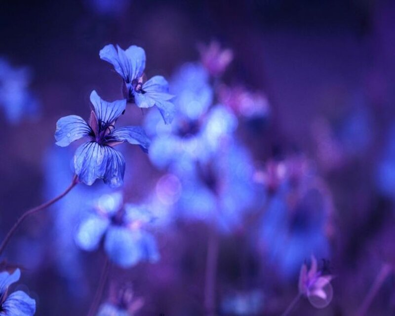 Blue Flowers in Focus — Purple