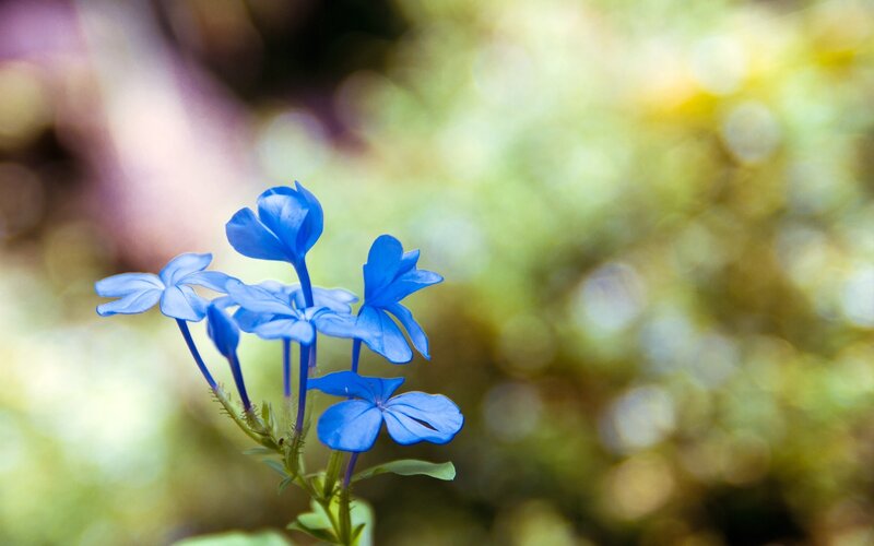 Blue Flowers in Focus — Serene, Afternoon