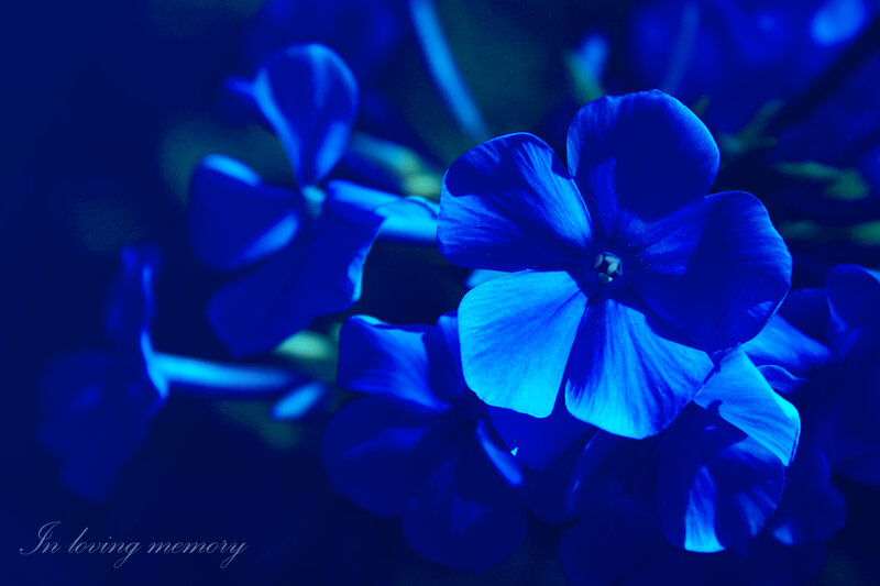 Blue Flowers in Focus — Serene, Night