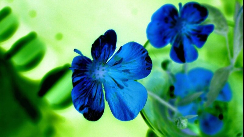 Blue Flowers in Focus — Serene, Photograph, Green Leaves