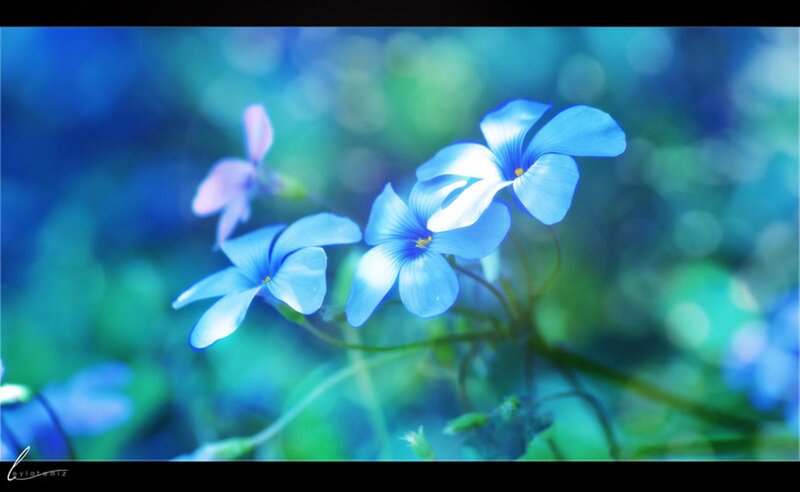 Blue Flowers in Focus — Serene, Photograph, Greenery