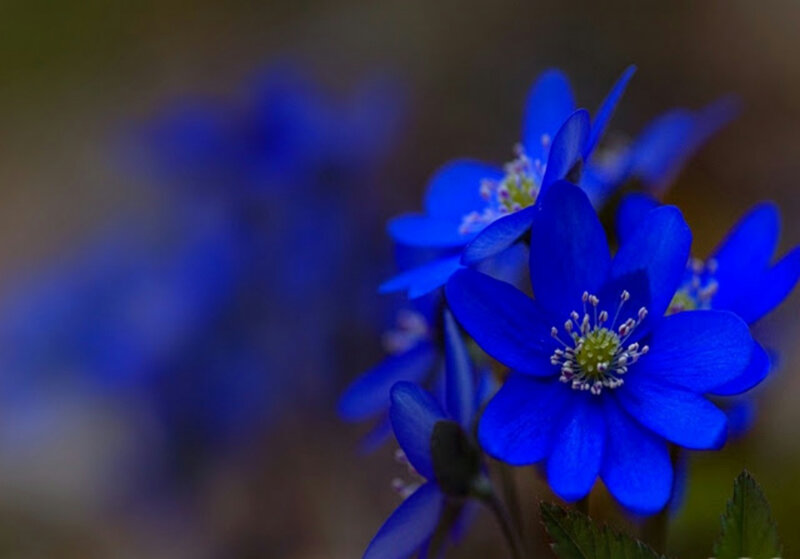 Blue Flowers in Focus — Serene, Photograph, Leaves