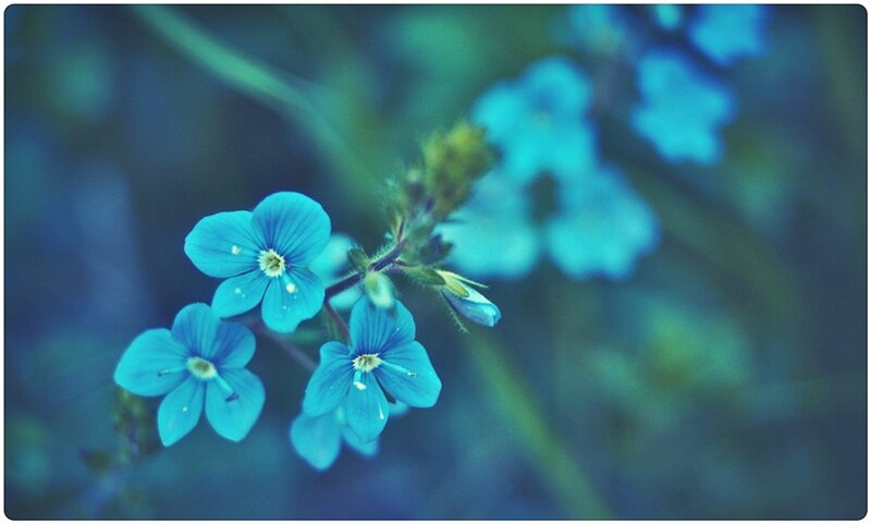 Blue Flowers in Focus — Serene, Photograph, Stem