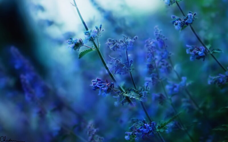 Blue Flowers in Focus — Serene, Photograph, Stems