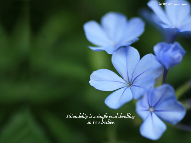 Blue Flowers in Focus — Serene, Photograph