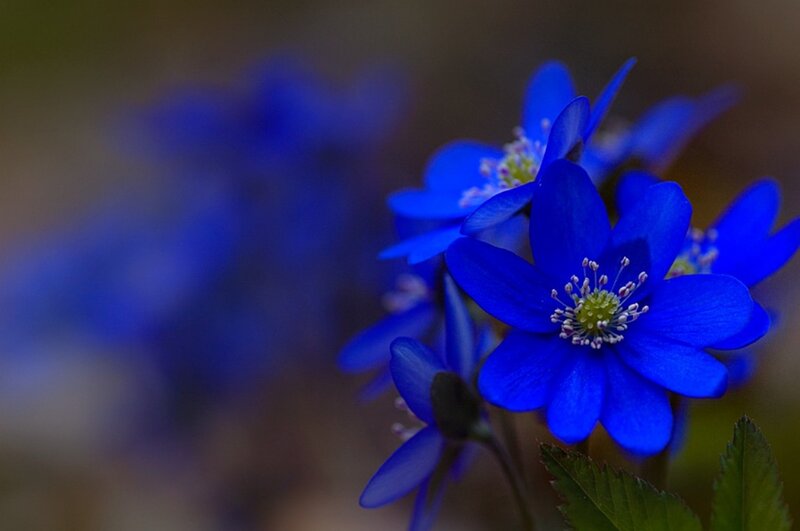 Blue Flowers in Focus — Serene