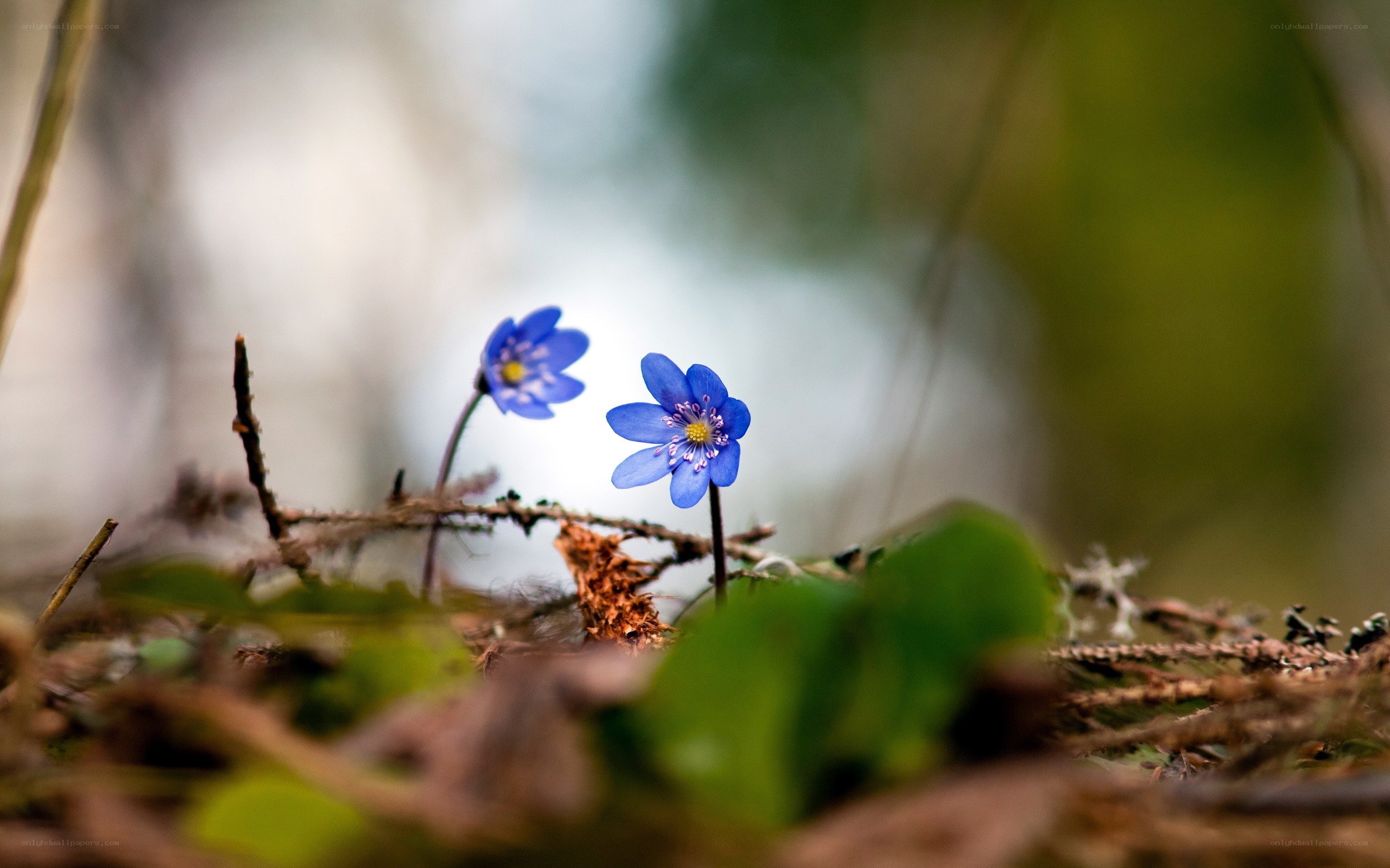 Blue flowers in forest
