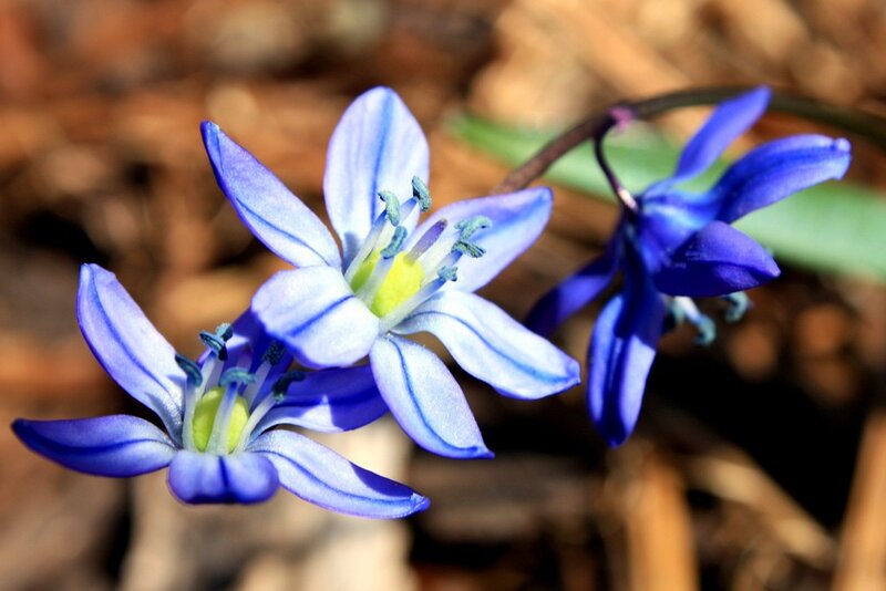 blue flowers in forest