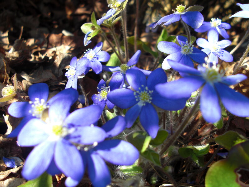 blue flowers in forest