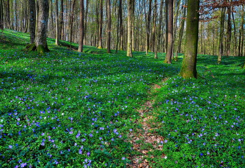 Blue Flowers in Forest — Green