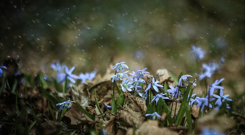 Blue Flowers in Forest — Serene, Spring, Photograph, Leaves