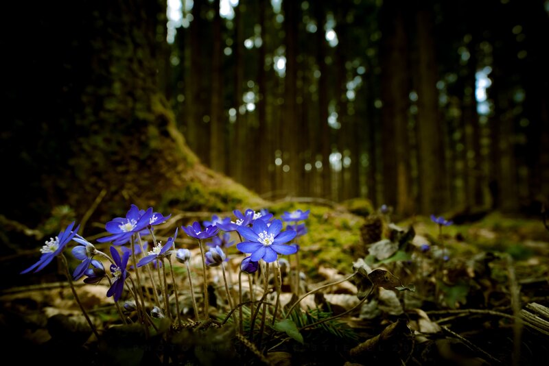 Blue Flowers in Forest — Serene, Spring, Photograph, Moss