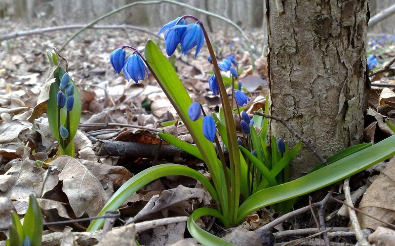Blue Flowers in Forest — Serene, Spring, Photograph, Tree Trunk