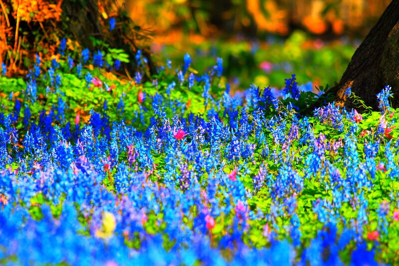 Blue Flowers in Forest — Serene, Spring, Photograph, Trees, Green Leaves