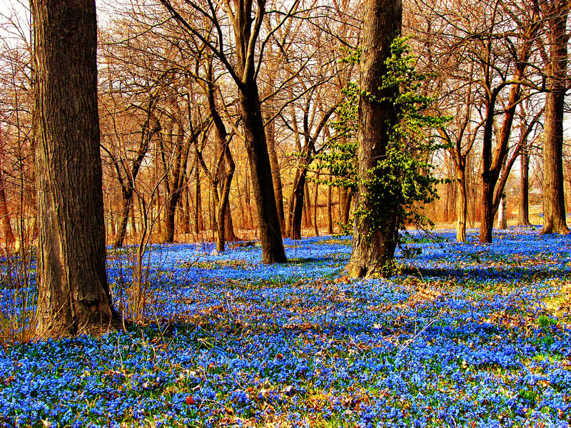Blue Flowers in Forest — Serene, Spring, Photograph, Trees