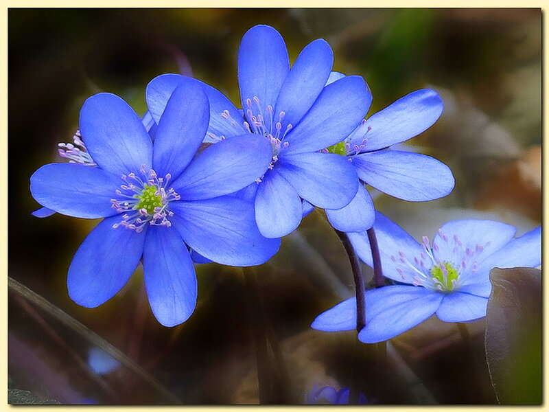 Blue Flowers in Forest — Serene, Spring