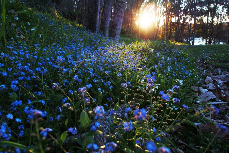 Blue Flowers in Forest — Serene, Sunset, Photograph
