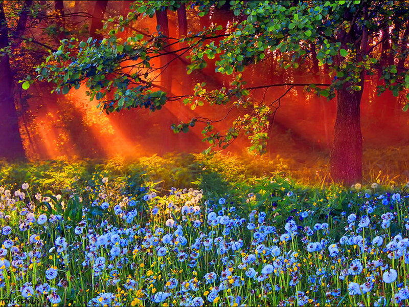 Blue Flowers in Forest — Serene, Sunset