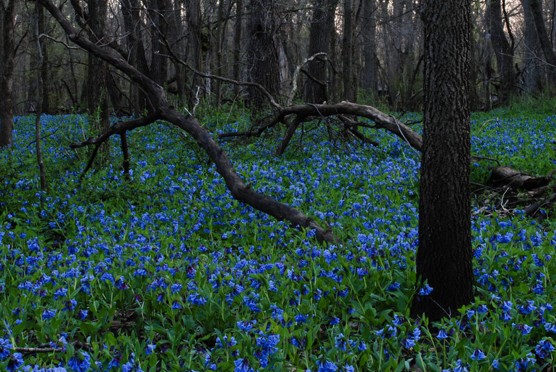 Blue Flowers in Forest — Serene