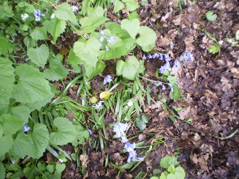Blue flowers in forest undergrowth