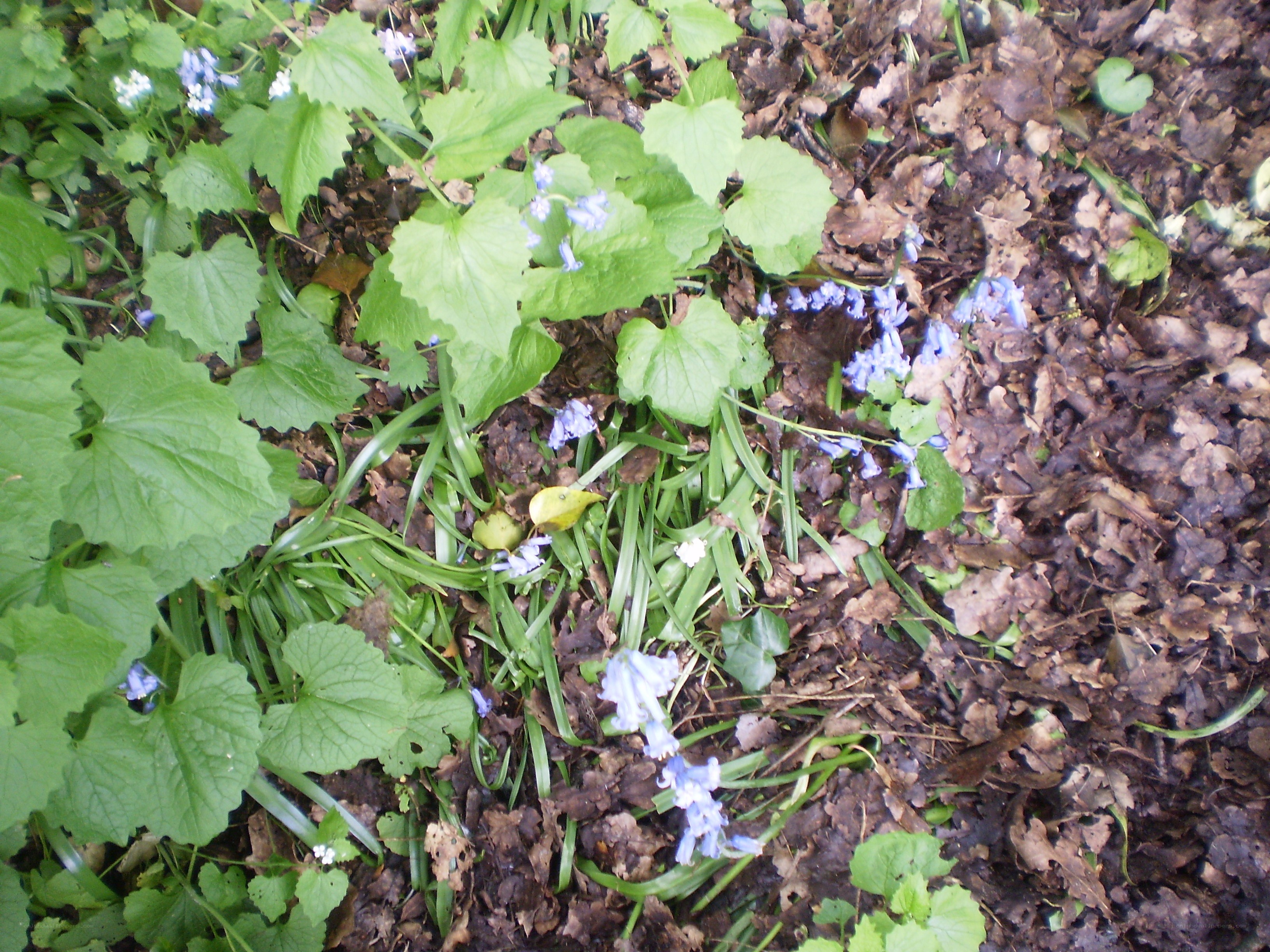 Blue flowers in forest undergrowth