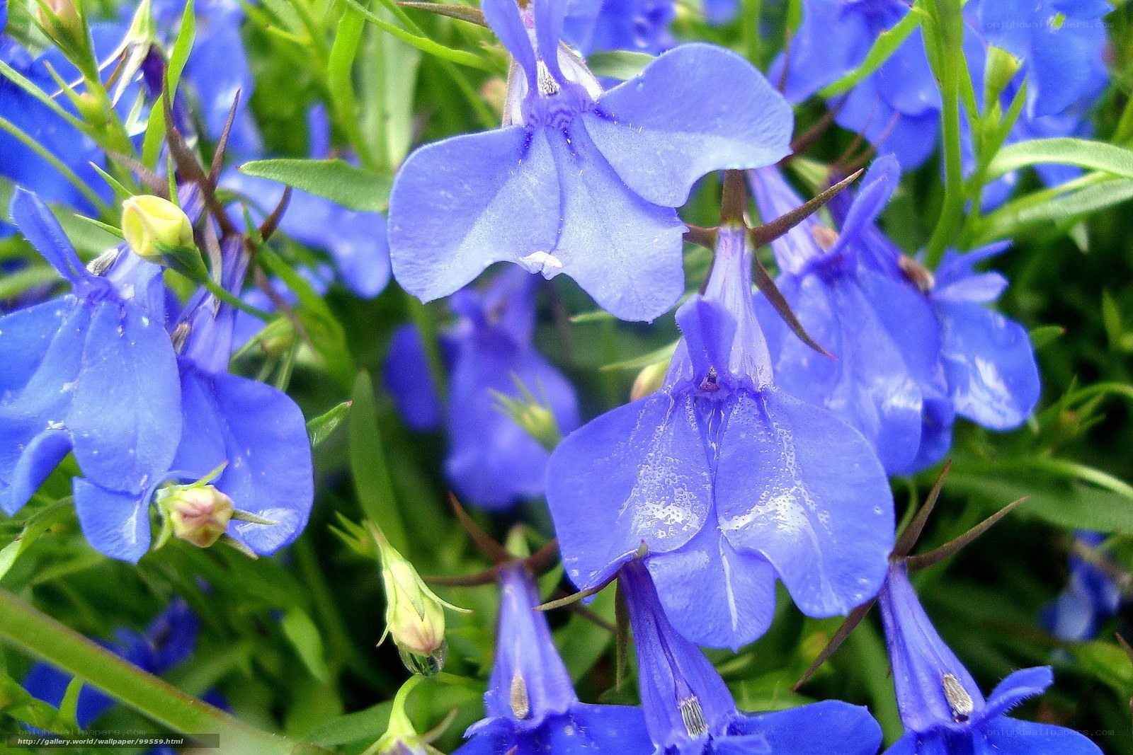 blue flowers in garden