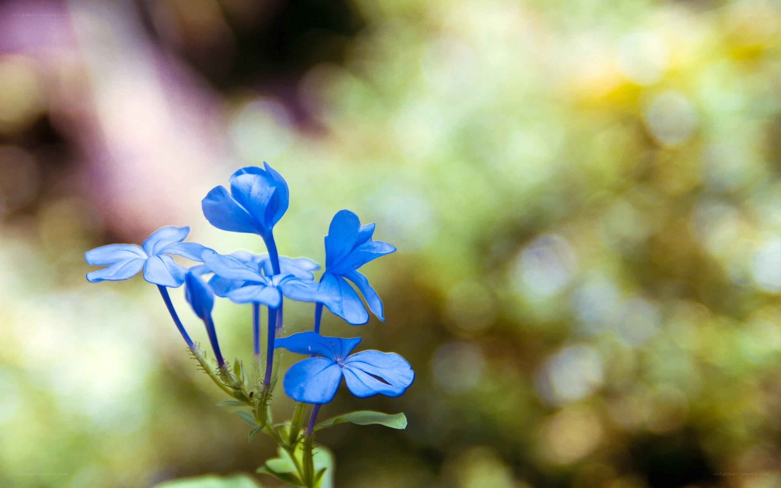 Blue flowers in garden