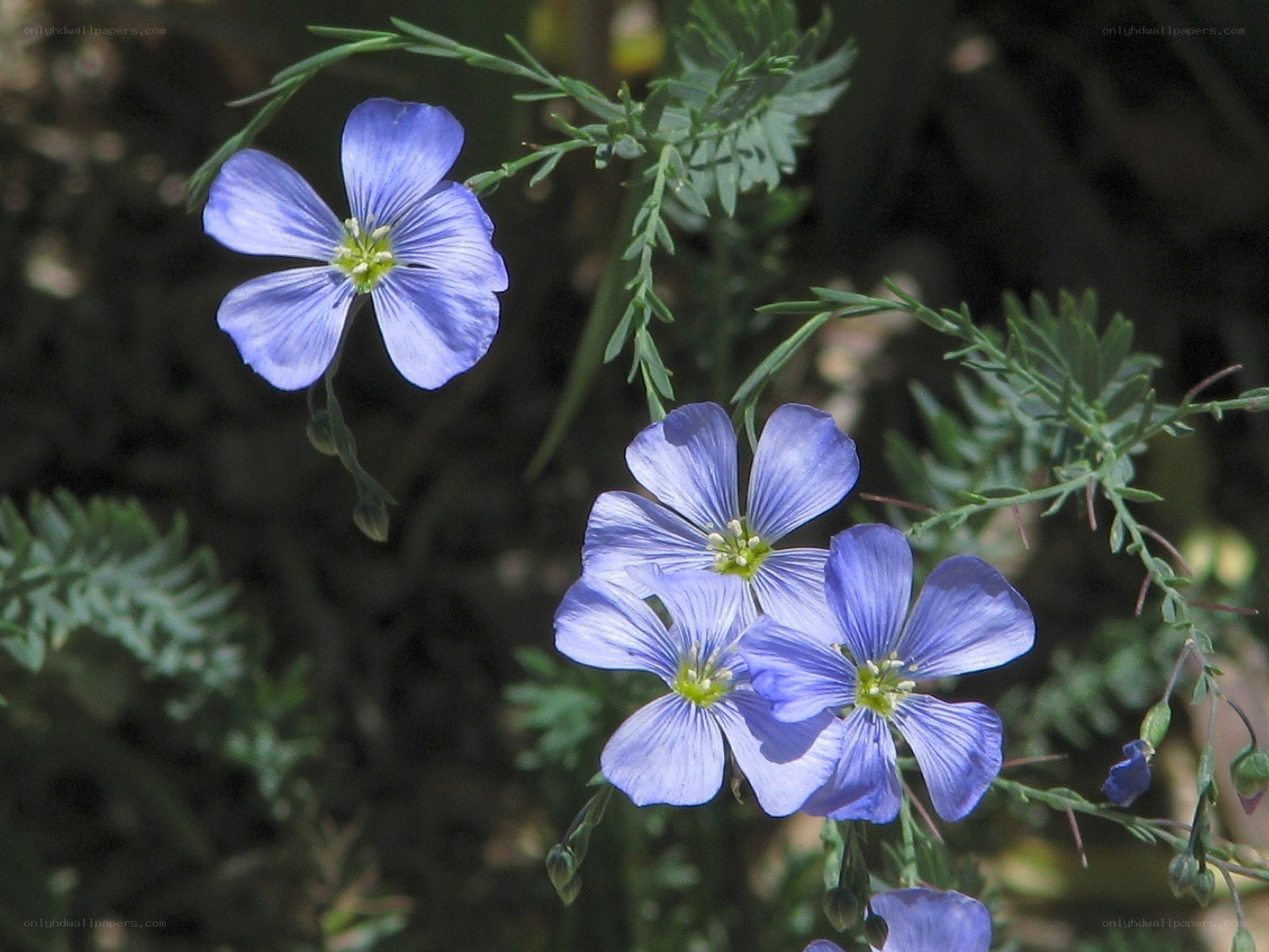 blue flowers in garden