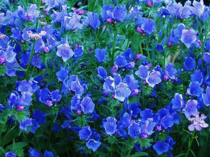 Blue Flowers in Garden — Calm