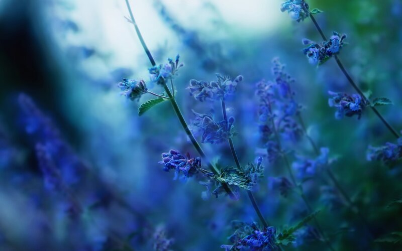 Blue Flowers in Garden — Serene, Photograph