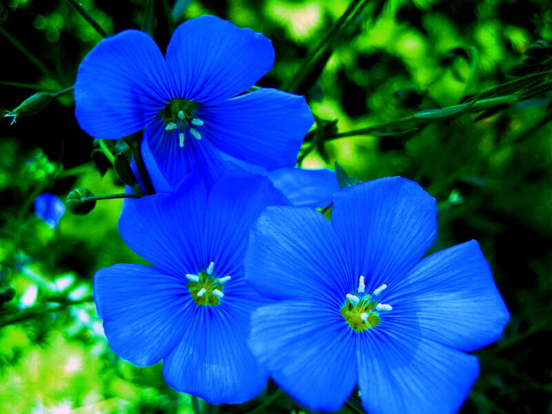 Blue Flowers in Garden — Vibrant, Afternoon