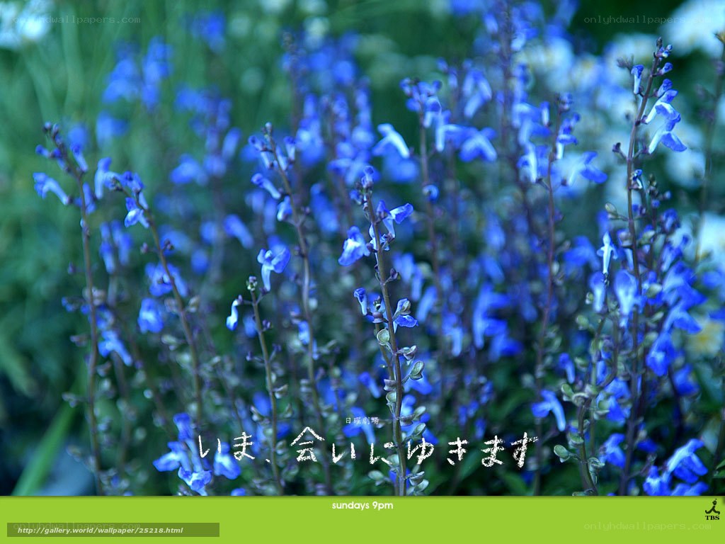 blue flowers in garden